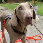 Weimaraner Niebla, 05/2018, ca. 63 cm, 40474 Düsseldorf