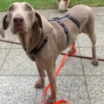 Weimaraner Niebla, 05/2018, ca. 63 cm, 40474 Düsseldorf