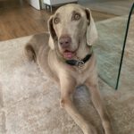 Weimaraner Niebla, 05/2018, ca. 63 cm, 40474 Düsseldorf