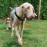 Weimaraner Niebla, 05/2018, ca. 63 cm, 40474 Düsseldorf