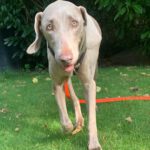 Weimaraner Niebla, 05/2018, ca. 63 cm, 40474 Düsseldorf