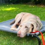 Weimaraner Niebla, 05/2018, ca. 63 cm, 40474 Düsseldorf