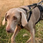 Weimaraner Niebla, 05/2018, ca. 63 cm, 40474 Düsseldorf