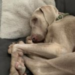 Weimaraner Niebla, 05/2018, ca. 63 cm, 40474 Düsseldorf
