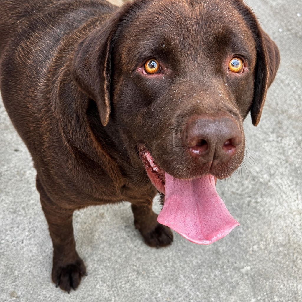 Labrador Nilo, 08/2022, ca. 55 cm