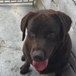 Labrador Nilo, 08/2022, ca. 55 cm