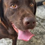 Labrador Nilo, 08/2022, ca. 55 cm