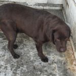 Labrador Nilo, 08/2022, ca. 55 cm