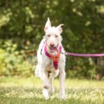 Podenco Nube, 10/2023, ca. 65 cm,57223 Kreuztal