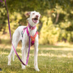 Podenco Nube, 10/2023, ca. 65 cm,57223 Kreuztal