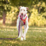 Podenco Nube, 10/2023, ca. 65 cm,57223 Kreuztal