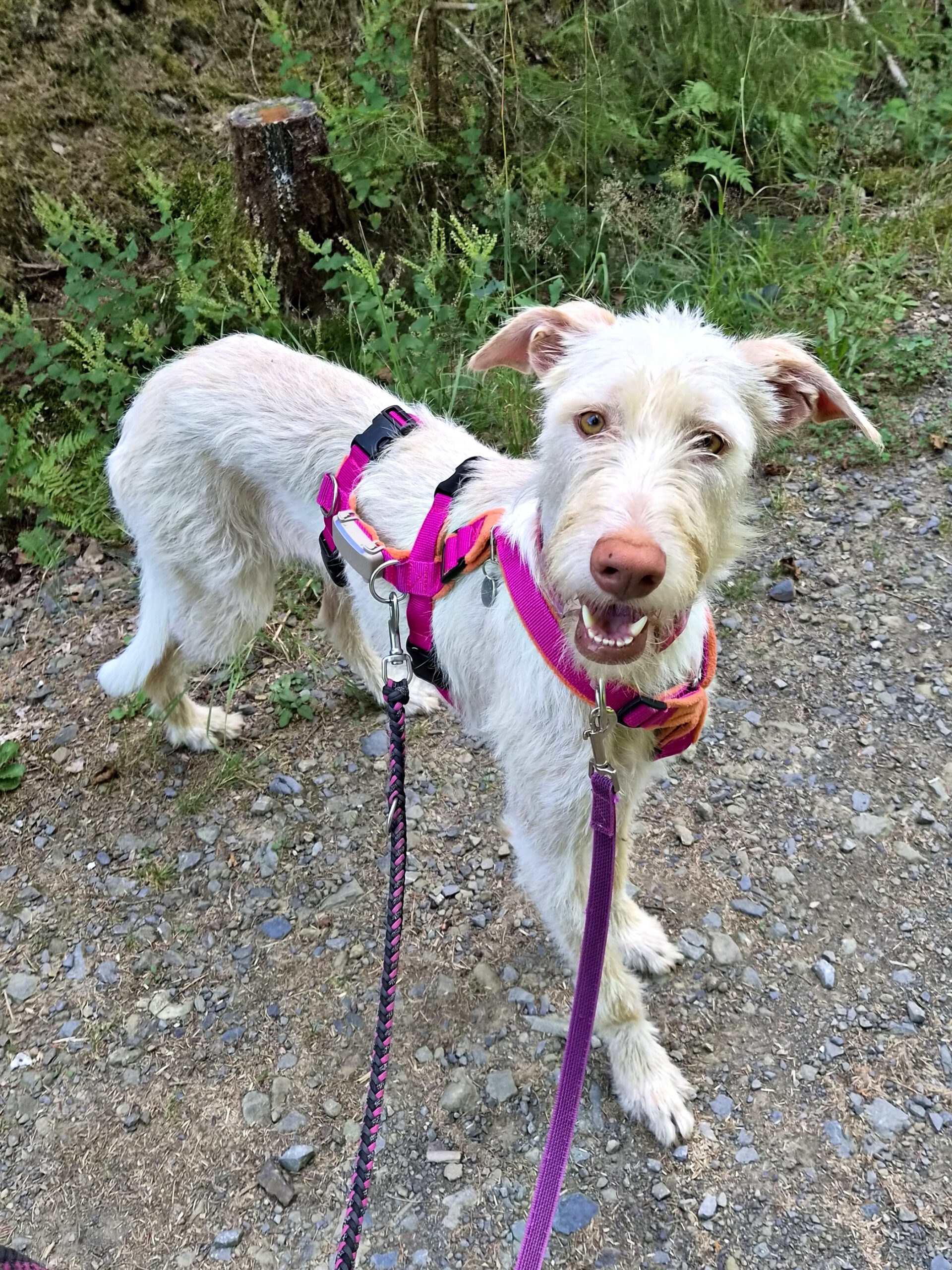 Podenco Nube, 10/2023, ca. 65 cm,57223 Kreuztal