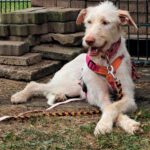 Podenco Nube, 10/2023, ca. 65 cm,57223 Kreuztal