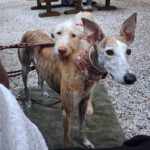 Podenco Nube, 10/2023, ca. 65 cm,57223 Kreuztal