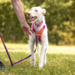 Podenco Nube, 10/2023, ca. 65 cm,57223 Kreuztal