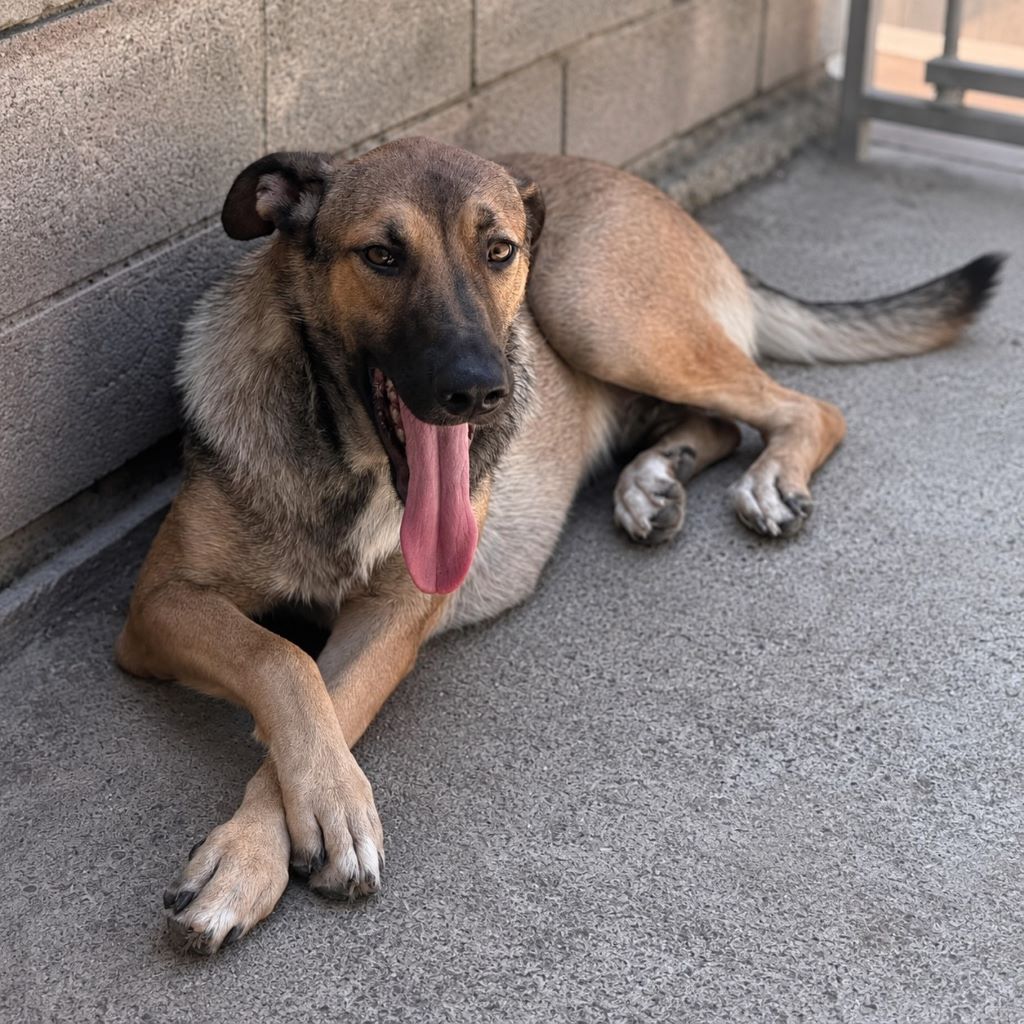 Schäferhund Mischling Nymeria, 03/2024, ca. 50- 60 cm