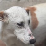 Podenco Olympia, 05/2023, ca. 47 cm
