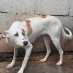 Podenco Olympia, 05/2023, ca. 47 cm