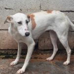 Podenco Olympia, 05/2023, ca. 47 cm