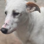 Podenco Olympia, 05/2023, ca. 47 cm