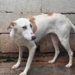 Podenco Olympia, 05/2023, ca. 47 cm