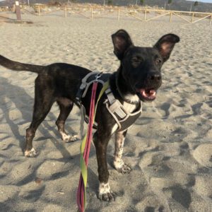Mischling Oreo, 07/2025, ca. 45 cm