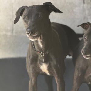 Windhund Mischling Pantera, 08/2023, ca. 50 cm