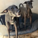 Windhund Mischling Pantera, 08/2023, ca. 50 cm