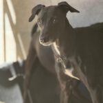 Windhund Mischling Pantera, 08/2023, ca. 50 cm