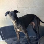Windhund Mischling Pantera, 08/2023, ca. 50 cm