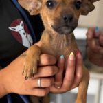 Chihuahua Mischling Paola, 04/2026, Endgröße ca. 30 cm, 61206 Wöllstadt
