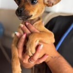 Chihuahua Mischling Paola, 04/2026, Endgröße ca. 30 cm, 61206 Wöllstadt