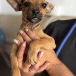 Chihuahua Mischling Paola, 04/2026, Endgröße ca. 30 cm, 61206 Wöllstadt