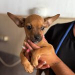 Chihuahua Mischling Paola, 04/2026, Endgröße ca. 30 cm, 61206 Wöllstadt