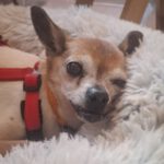 Chihuahua Papi, 11/2012, ca. 20 cm, 45481 Mülheim a.d. Ruhr
