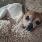 Chihuahua Papi, 11/2012, ca. 20 cm, 45481 Mülheim a.d. Ruhr