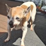 Chihuahua Papi, 11/2012, ca. 20 cm, 45481 Mülheim a.d. Ruhr