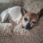 Chihuahua Papi, 11/2012, ca. 20 cm, 45481 Mülheim a.d. Ruhr