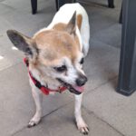 Chihuahua Papi, 11/2012, ca. 20 cm, 45481 Mülheim a.d. Ruhr