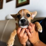 Chihuahua Mischling Pepe, 04/2025, Endgröße ca. 35 cm