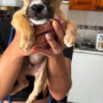 Chihuahua Mischling Pepe, 04/2026, Endgröße ca. 35 cm