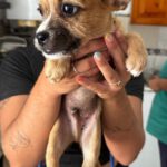 Chihuahua Mischling Pepe, 04/2026, Endgröße ca. 35 cm