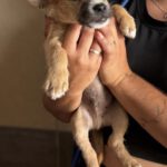 Chihuahua Mischling Pepe, 04/2026, Endgröße ca. 35 cm