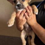 Chihuahua Mischling Pepe, 04/2026, Endgröße ca. 35 cm