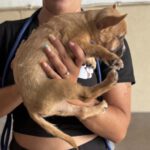Chihuahua Mischling Pepe, 04/2026, Endgröße ca. 35 cm