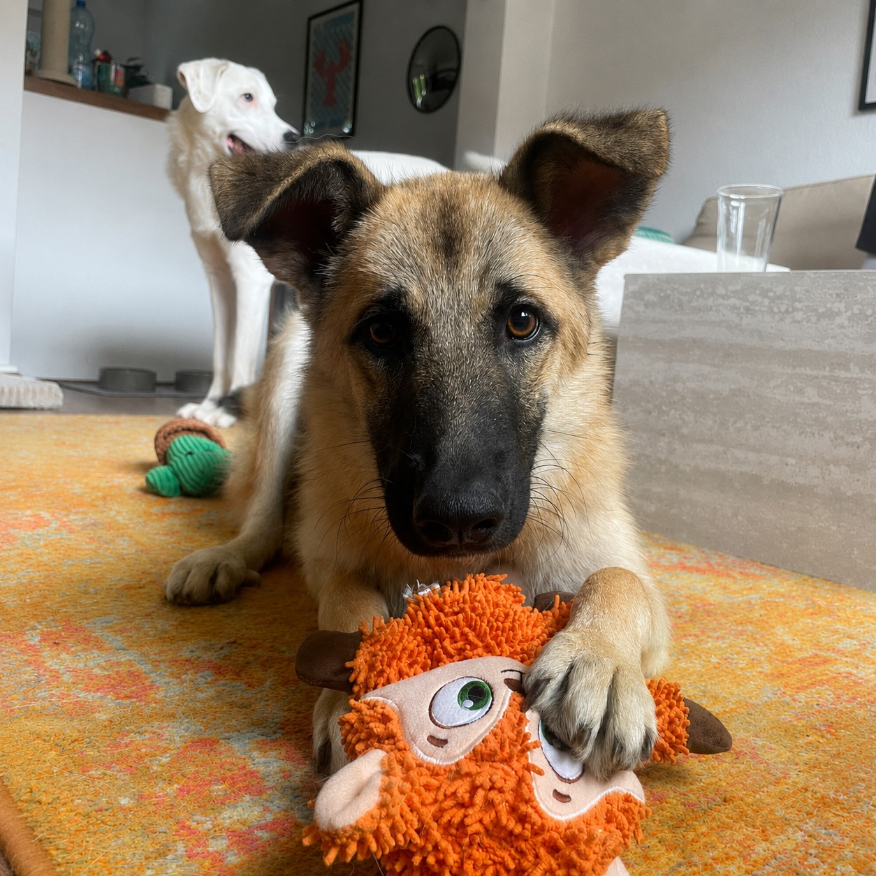 Schäferhund Mischling Pepper, 11/2025, Endgröße ca. 65 cm, 26384 Wilhelmshaven