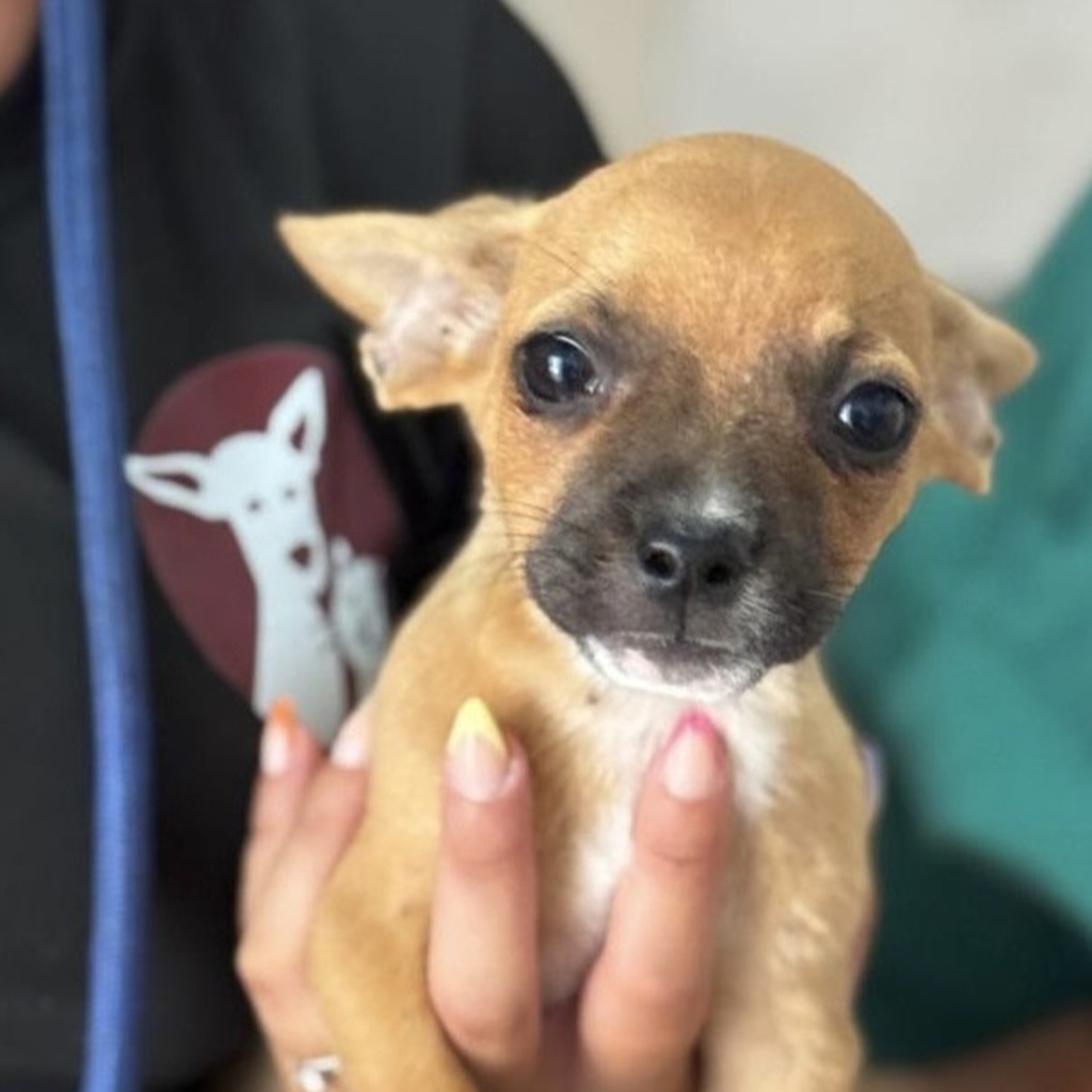 Chihuahua Mischling Pitufina, 04/2026, ca. 30 cm, 61381 Friedrichsdorf