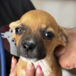 Chihuahua Mischling Pitufina, 04/2026, ca. 30 cm, 61381 Friedrichsdorf