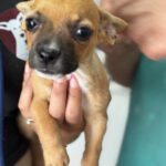 Chihuahua Mischling Pitufina, 04/2026, ca. 30 cm, 61381 Friedrichsdorf