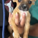 Chihuahua Mischling Pitufina, 04/2026, ca. 30 cm, 61381 Friedrichsdorf